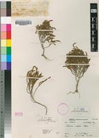 Holotype of Salicornia uniflora Toelken [family CHENOPODIACEAE]