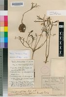 Holotype of Talinum transvaalense Poelln. [family PORTULACACEAE]
