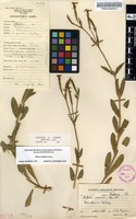 Filed as Silene undulata Aiton [family CARYOPHYLLACEAE]