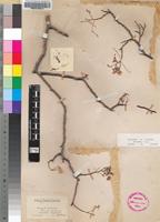 Syntype of Albizia parvifolia Burtt Davy [family FABACEAE]