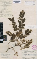 Filed as Albizia procera (Roxb.) Benth. [family FABACEAE]