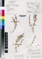 Filed as Vahlia digyna (Retz.) Kuntze [family VAHLIACEAE]