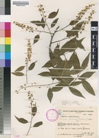 Filed as Prunus africana (Hook.f.) Kalkman [family ROSACEAE]