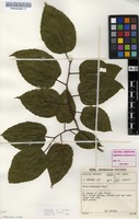 Filed as Morus mesozygia Stapf ex A.Chev. [family MORACEAE]