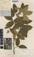 Filed as Flemingia grahamiana Wight & Arn. [family FABACEAE]