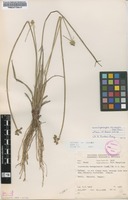 Filed as Lipocarpha chinensis (Osbeck) J.Kern [family CYPERACEAE]
