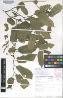 Filed as Grewia stolzii Ulbr. [family MALVACEAE]