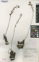 Filed as Drimia elata Jacq. [family HYACINTHACEAE]