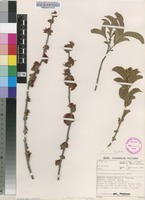 Filed as Combretum platypetalum Welw. ex M.A.Lawson subsp. platypetalum [family COMBRETACEAE]