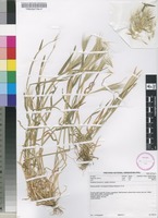 Filed as Hordeum murinum (Desf.) Willd. subsp. murinum [family POACEAE]