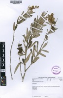 Filed as Eriosema psoraleoides (Lam.) G.Don [family FABACEAE]