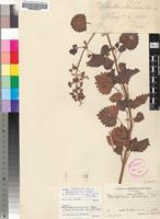 Isotype of Plectranthus hereroensis Engl. [family LAMIACEAE]