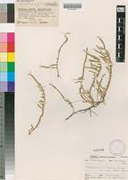 Isotype of Sarcocornia mossambicensis Brenan [family CHENOPODIACEAE]