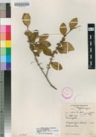 Isotype of Memecylon insulare A.& R.Fern. [family MELASTOMATACEAE]