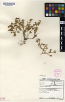 Filed as Portulaca quadrifida L. [family PORTULACACEAE]