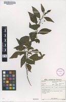 Filed as Clutia abyssinica Jaub. & Spach var. abyssinica [family EUPHORBIACEAE]
