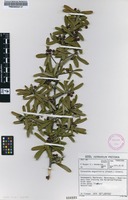 Filed as Pyracantha angustifolia (Franch.) C.K.Schneid. [family ROSACEAE]
