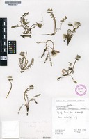 Filed as Taraxacum brachyglossum (Dahlst.) Dahlst. [family ASTERACEAE]