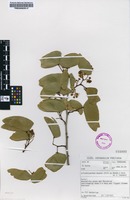 Filed as Colophospermum mopane (L.) Webb & Berthel. [family FABACEAE]