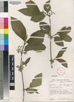 Filed as Vangueria infausta Burch. subsp. infausta [family RUBIACEAE]