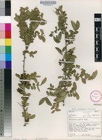 Filed as Zanthoxylum capense (Thunb.) Harv. [family RUTACEAE]