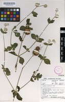 Filed as Cyathula natalensis Sond. [family AMARANTHACEAE]
