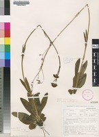 Filed as Valeriana capensis Thunb. var. lanceolata N.E.Br. [family VALERIANACEAE]