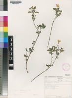 Filed as Ruellia patula Jacq. [family ACANTHACEAE]