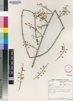 Filed as Plectranthus esculentus N.E.Br. [family LAMIACEAE]
