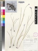 Holotype of Hesperantha exiliflora Goldblatt [family IRIDACEAE]