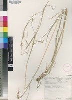 Filed as Hyparrhenia anamesa Clayton [family POACEAE]