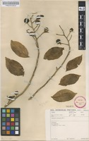 Filed as Pereskia aculeata Mill. [family CACTACEAE]