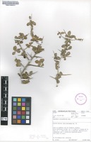 Filed as Commiphora pyracanthoides Engl. [family BURSERACEAE]