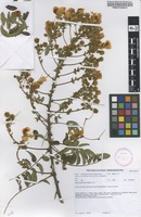 Filed as Senna petersiana (Bolle) Lock [family FABACEAE]