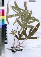 Filed as Microsorum scolopendria (Burm.f.) Copel. [family POLYPODIACEAE]