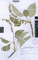 Filed as Phytolacca dioica Steud. ex A.Rich. [family PHYTOLACCACEAE]