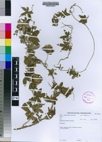 Filed as Dalechampia capensis A.Spreng. [family EUPHORBIACEAE]
