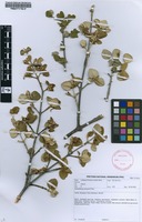 Filed as Androstachys johnsonii Prain [family PICRODENDRACEAE]