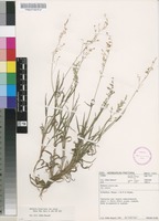 Filed as Ehrharta erecta Lam. var. erecta [family POACEAE]