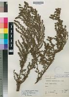 Isosyntype of Cliffortia nitidula (Engl.) R.E.& T.C.E.Fr. subsp. angolensis Weim. [family ROSACEAE]