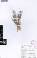 Filed as Hypertelis bowkeriana Sond. [family MOLLUGINACEAE]