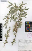 Filed as Salix mucronata Thunb. subsp. mucronata [family SALICACEAE]