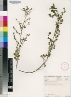 Filed as Phyllanthus nummulariifolius Poir. var. nummulariifolius [family PHYLLANTHACEAE]