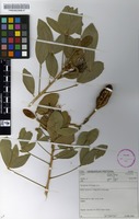 Filed as Thilachium africanum Lour. [family CAPPARACEAE]