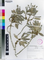 Filed as Rapanea melanophloeos (L.) Mez [family MYRSINACEAE]