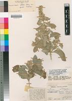 Isotype of Sericocomopsis pallida (S.Moore) Schinz var. grandis Suess. [family AMARANTHACEAE]