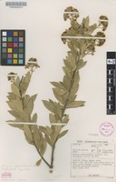 Filed as Boscia angustifolia A.Rich. var. corymbosa (Gilg) DeWolf [family CAPPARACEAE]