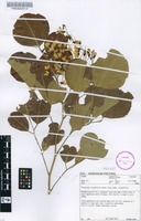 Filed as Pterocarpus rotundifolius (Sond.) Druce subsp. rotundifolius [family FABACEAE]