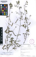 Filed as Indigofera lupatana Baker f. [family FABACEAE]