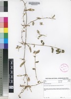 Filed as Commelina forskaolii Vahl [family COMMELINACEAE]